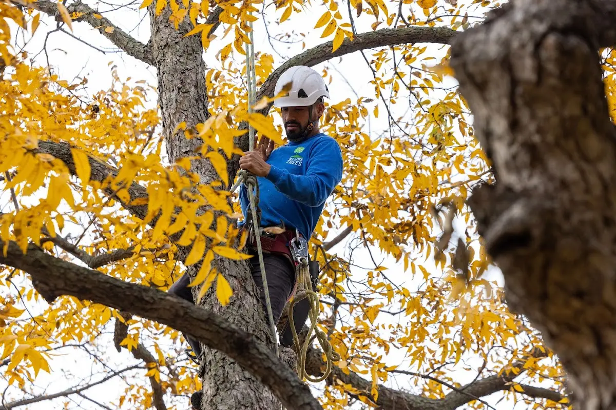 Skilled Tree Pruning crew working in Huntsville