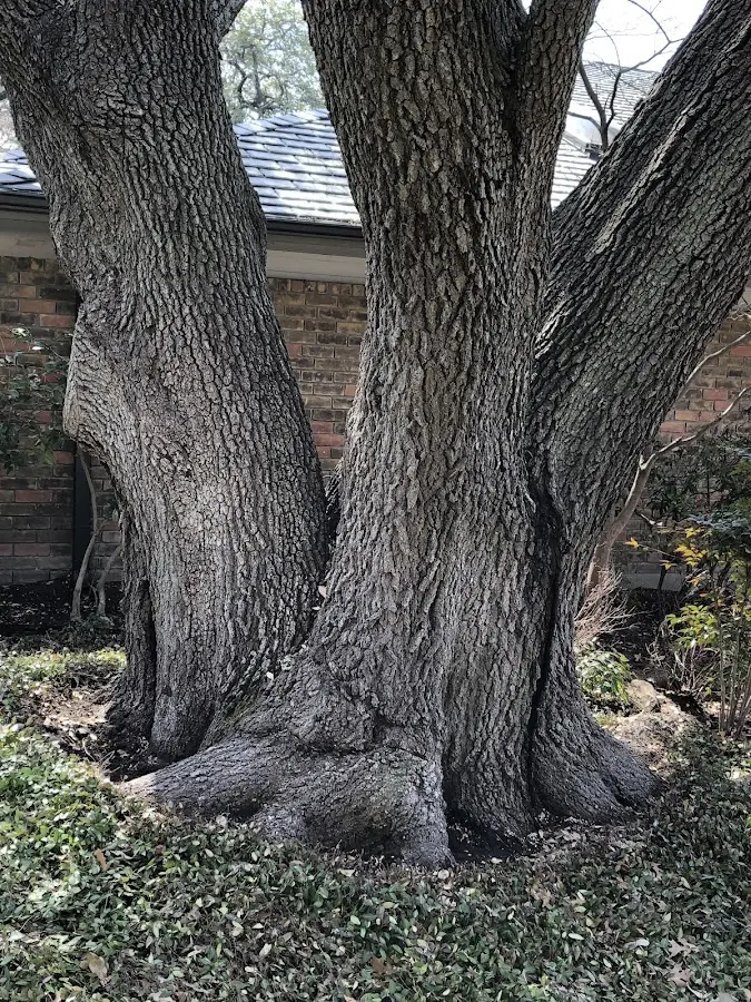 Mature heritage tree close to a Huntsville property cared for by certified arborists